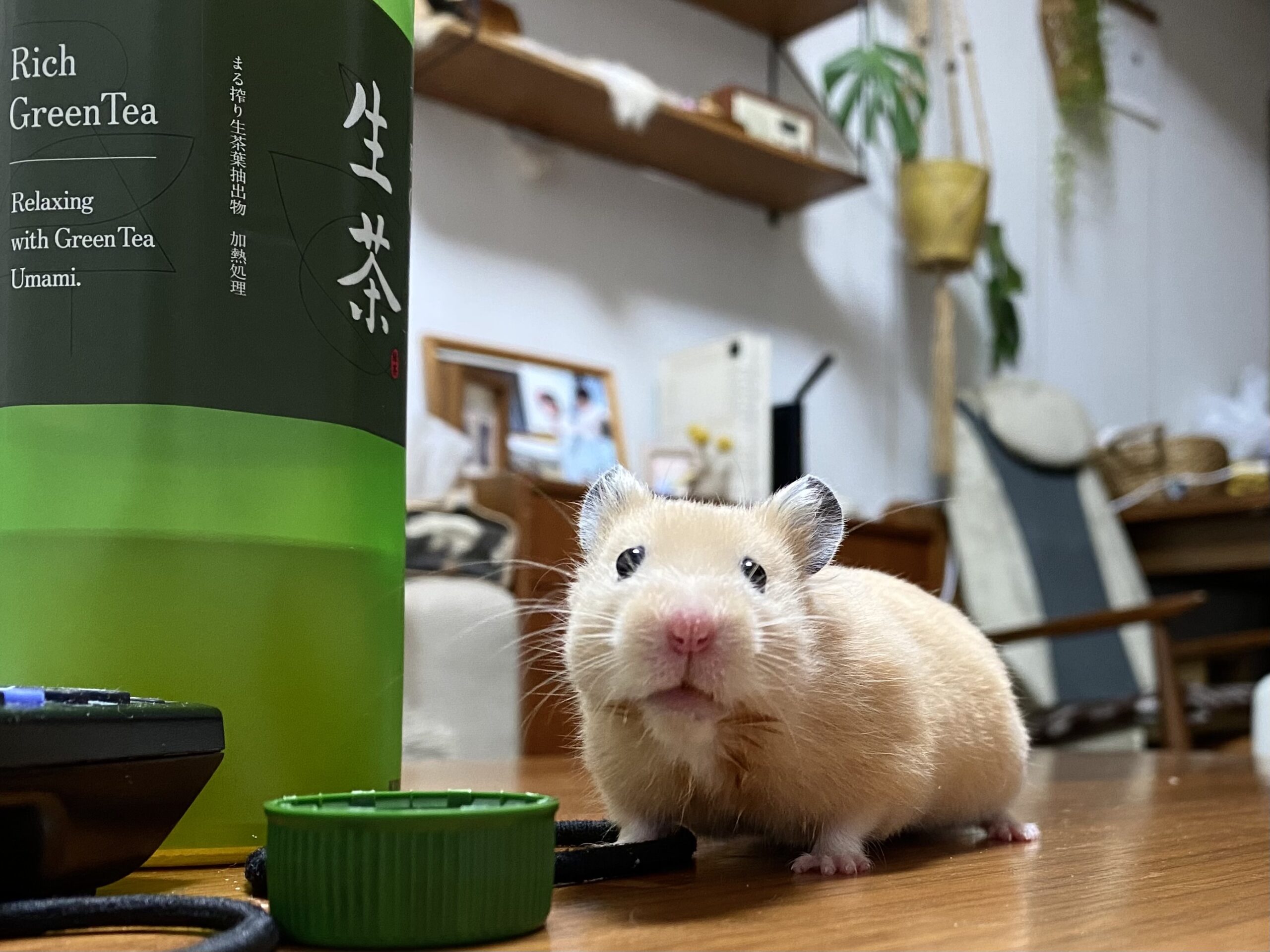 スタッフブログ ペットとの暮らし Toko宇都宮 スタッフブログ ペットとの暮らし Toko宇都宮